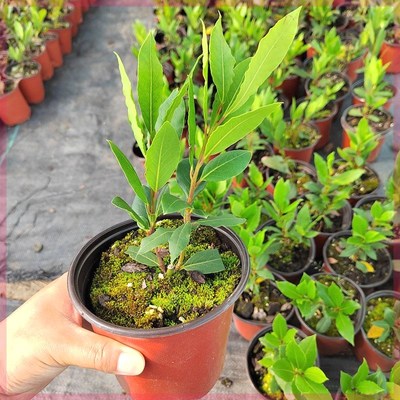 香叶树苗地中海月桂树调料树炒菜炖肉卤肉香料树四季常绿