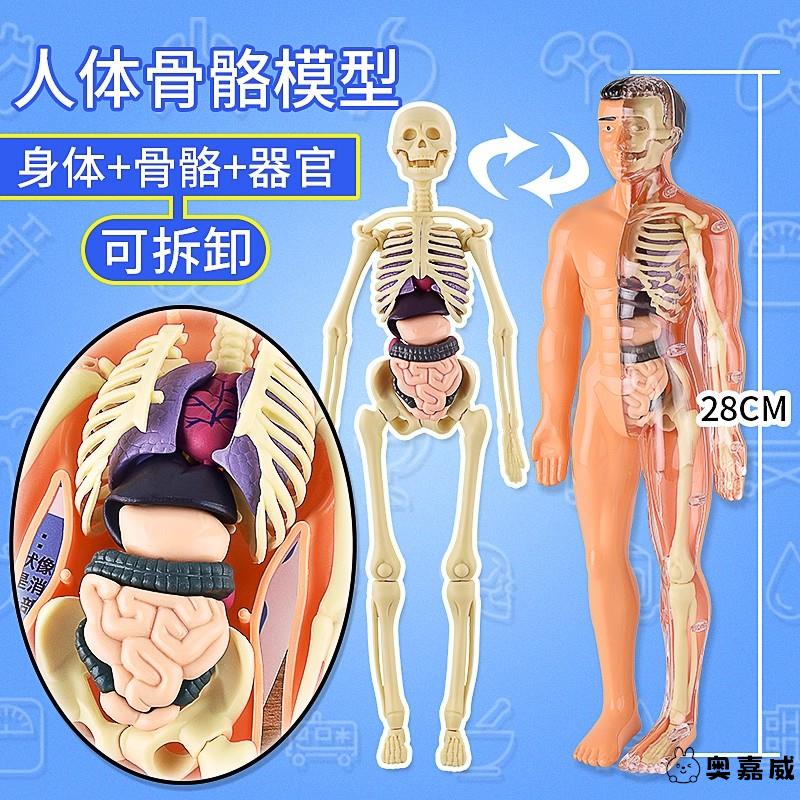 人体模型儿童玩具可拆卸3d奥嘉威