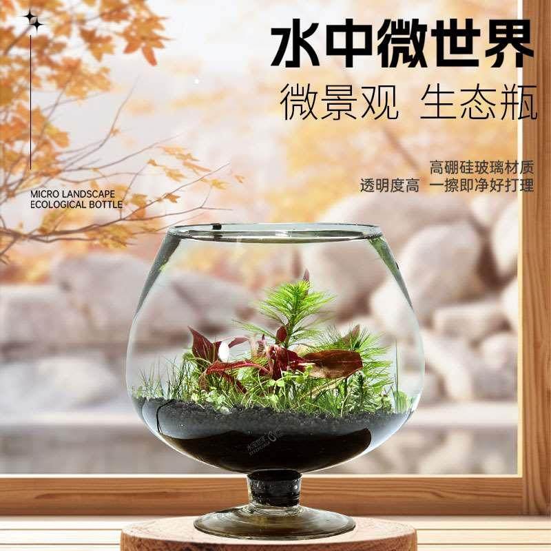 高脚杯生态鱼缸造景套餐小型桌面生态瓶鱼微景观免换水族宠物,办公设备/耗材/相关服务,其它,淘宝优惠券,粉丝福利购,淘宝优惠卷