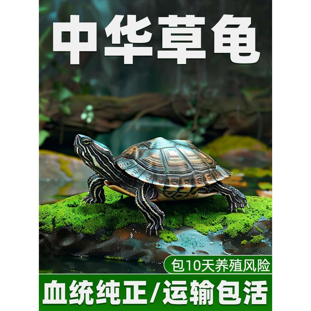 中华草龟外塘长寿龟巴西龟观赏小乌龟半水龟观赏金线乌龟墨龟