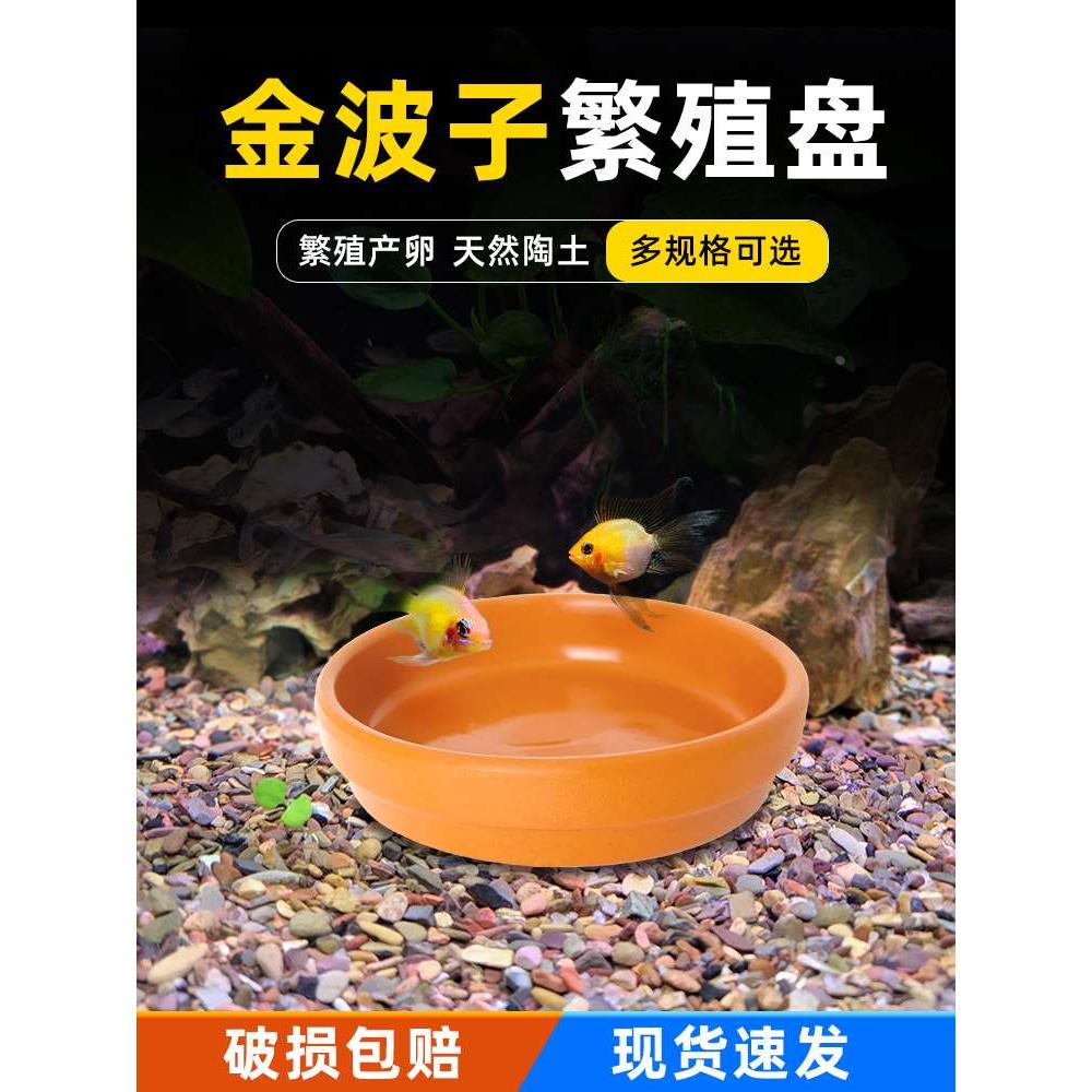 金波子繁殖盘片阿凡达生小鱼产卵短鲷饲养繁殖孵化盘土陶盘净化水