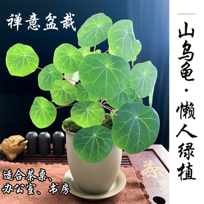 山乌龟土陶花盆套装盆栽包成活