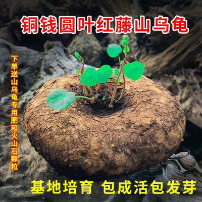 山乌龟植物红藤圆叶防辐射吸甲醛