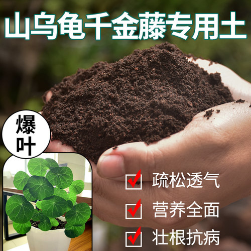 山乌龟千金藤专用土更易壮根爆叶