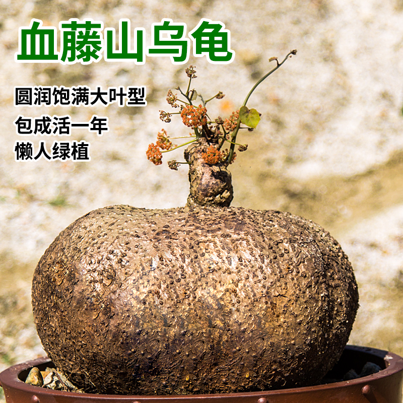 山乌龟爬藤植物血藤多肉水培红藤金不换阳台办公室庭院千金藤盆栽-封面