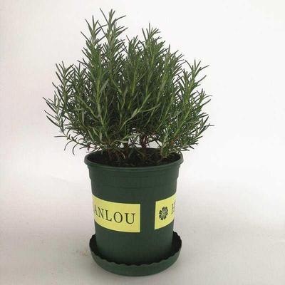 Rosemary potted plants edible insect repellent herb plant ta