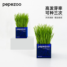 pepezoo猫草种植套装小麦种子盆栽去毛球化毛猫薄荷猫咪用品宠物