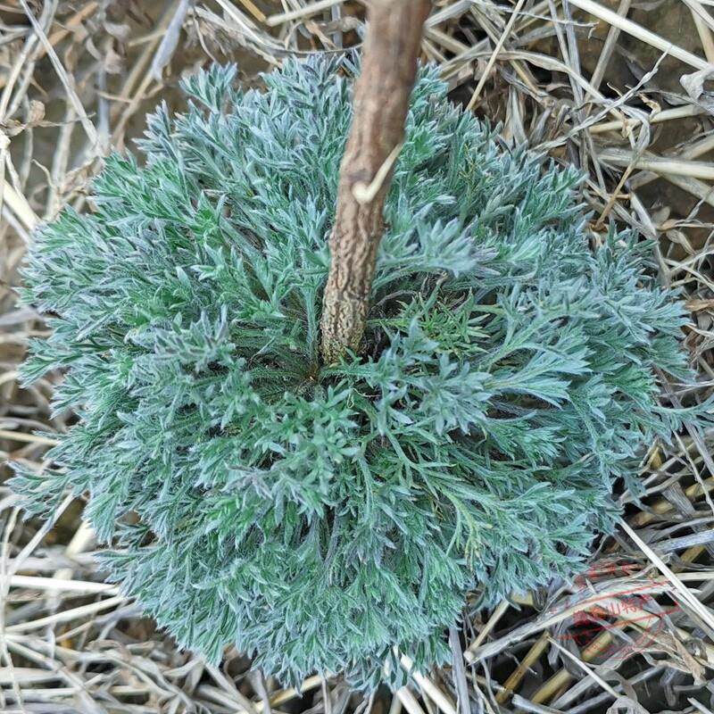 新鲜正月茵陈干白蒿绵茵陈茶蒸菜时令野菜2025山区采挖整颗500克
