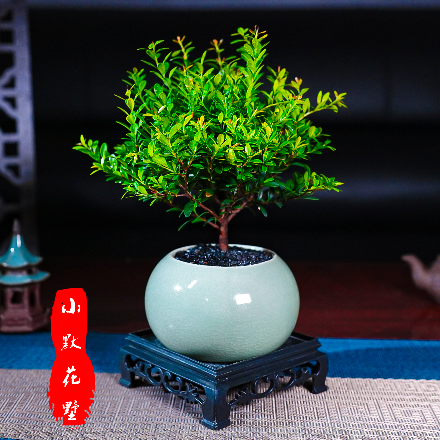 小叶赤楠桌面办公室矮化驱蚊趣味盆景花卉盆栽室内植物摆件绿植