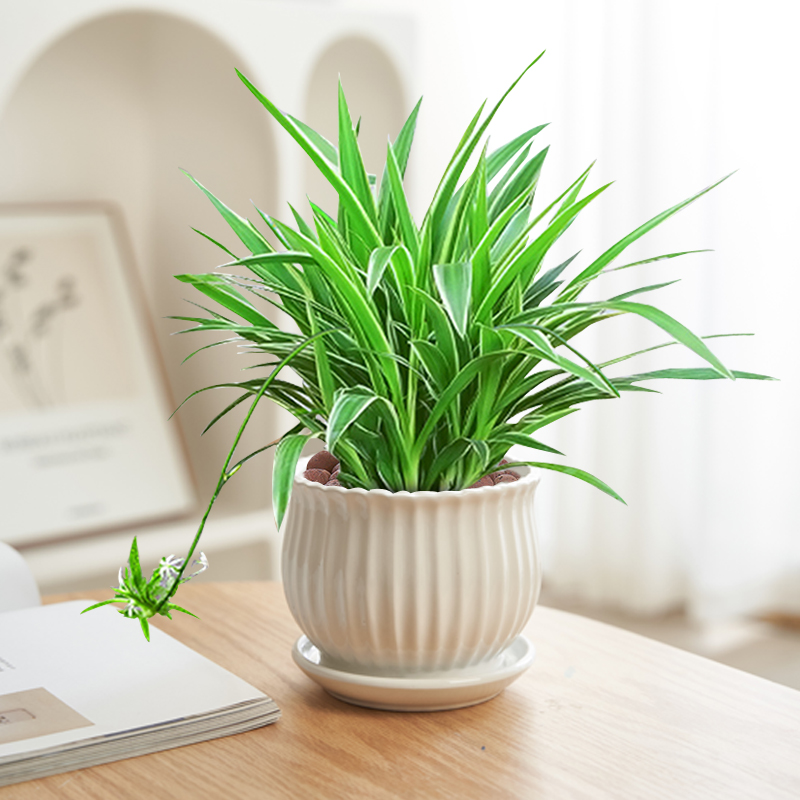 金边吊兰室内植物盆栽垂吊花卉净化空气水培绿植客厅阳台