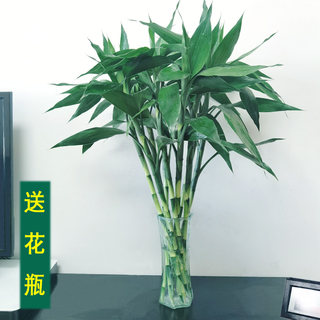 富贵竹水培植物水养客厅招财节节高绿植观音竹子盆栽花卉室内花瓶