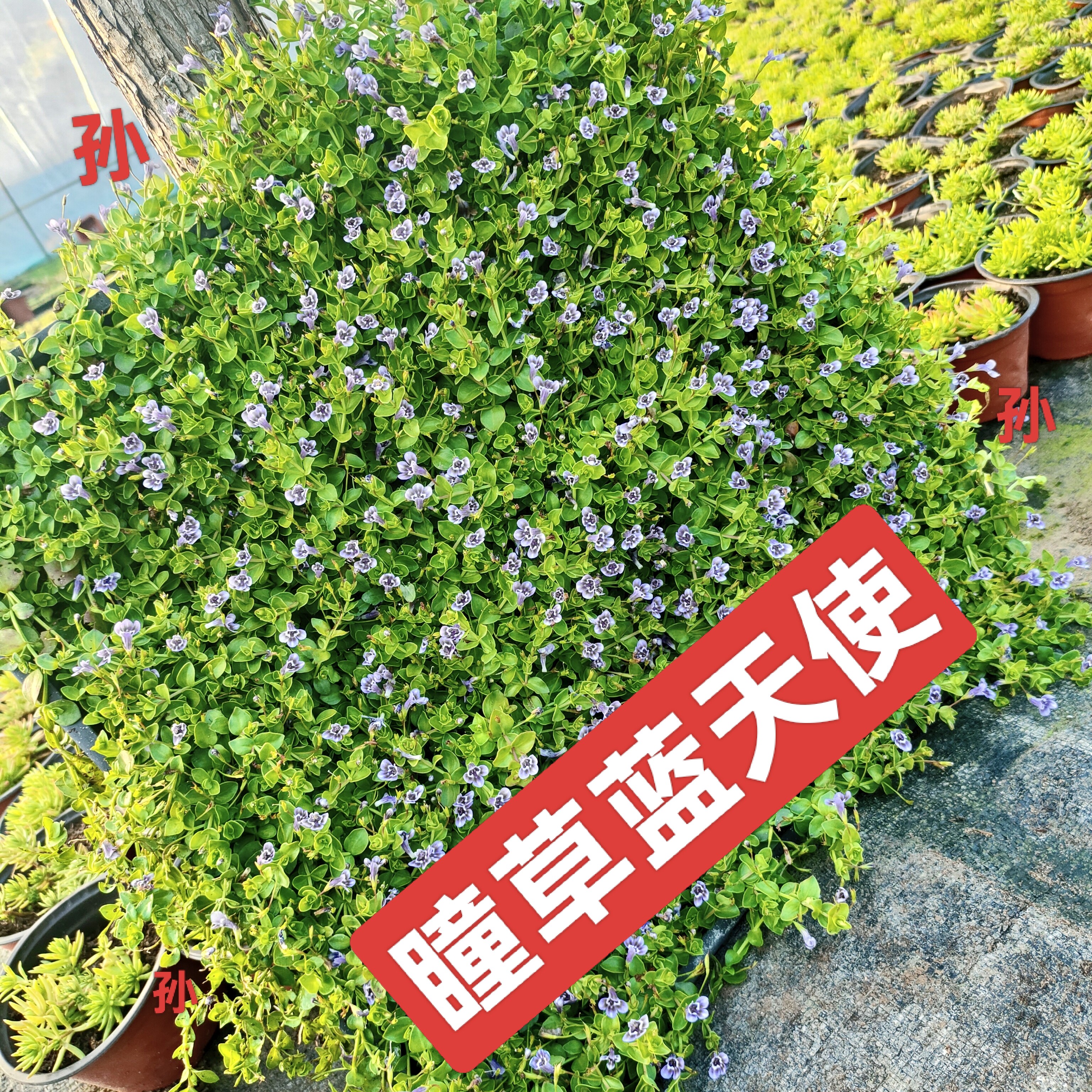 瞳草蓝天使熊猫堇新西兰半边莲金莎蔓盆栽苗会开花耐热地被绿化苗