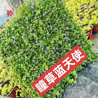 瞳草蓝天使熊猫堇新西兰半边莲金莎蔓盆栽苗会开花耐热地被绿化苗