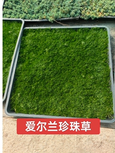 爱尔兰珍珠草金莎蔓庭院景观绿化地被植物开花四季常绿多年生宿根