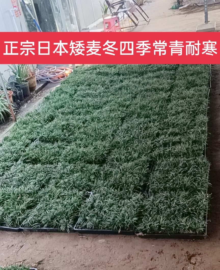 托盘矮麦冬玉龙草大叶宽叶麦冬草细叶中叶金边麦冬草耐寒耐热耐旱