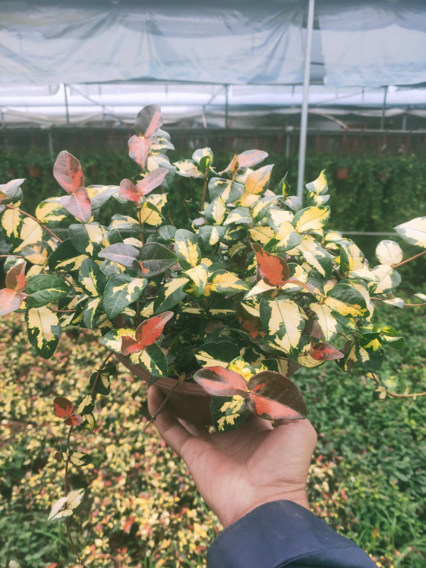 花叶络石花苗盆栽金叶络石吊兰四季垂吊耐热耐寒植物庭院绿植花卉