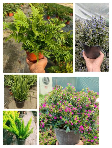 红盖鳞毛蕨肾蕨耐寒耐阴四季常青