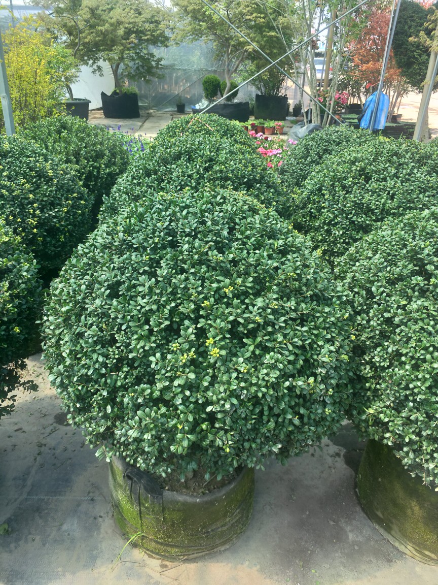 水果兰球耐寒皮实花园调色常绿水果兰盆栽红花继木球蓝雪花盆栽苗