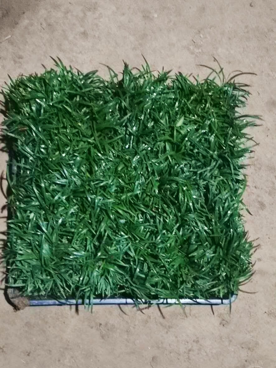 日本矮麦冬草玉龙草庭院绿化耐寒草坪大叶宽叶麦冬草金边麦冬草苗