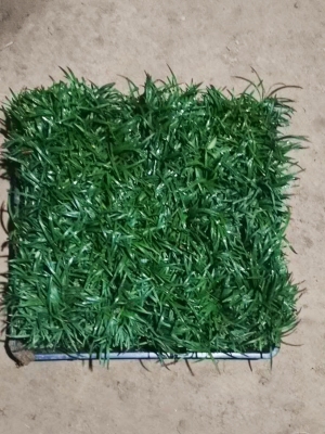 日本矮麦冬草玉龙草庭院绿化耐寒草坪大叶宽叶麦冬草金边麦冬草苗