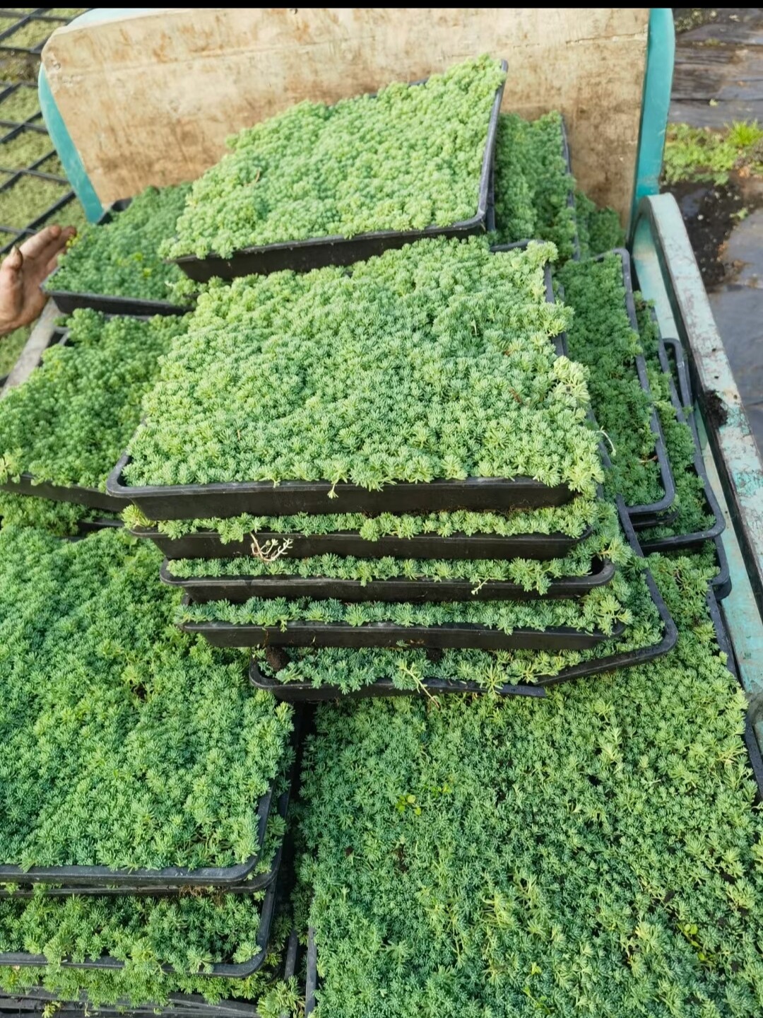 薄雪万年草中华景天黄金佛甲草垂盆草四季常青屋顶绿化苗多肉植物