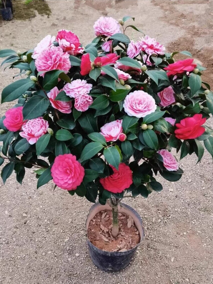 香妃茶花树苗盆栽五色赤丹十八学士茶花带花苞盆栽山茶花常青耐寒