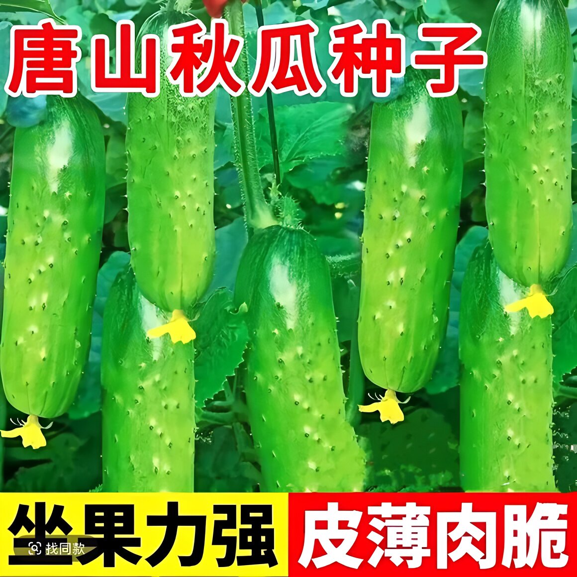 唐山秋瓜种子老品种高产易种四季