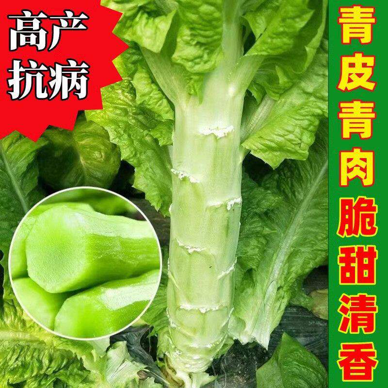 四季青皮绿肉香莴笋种子高产耐热
