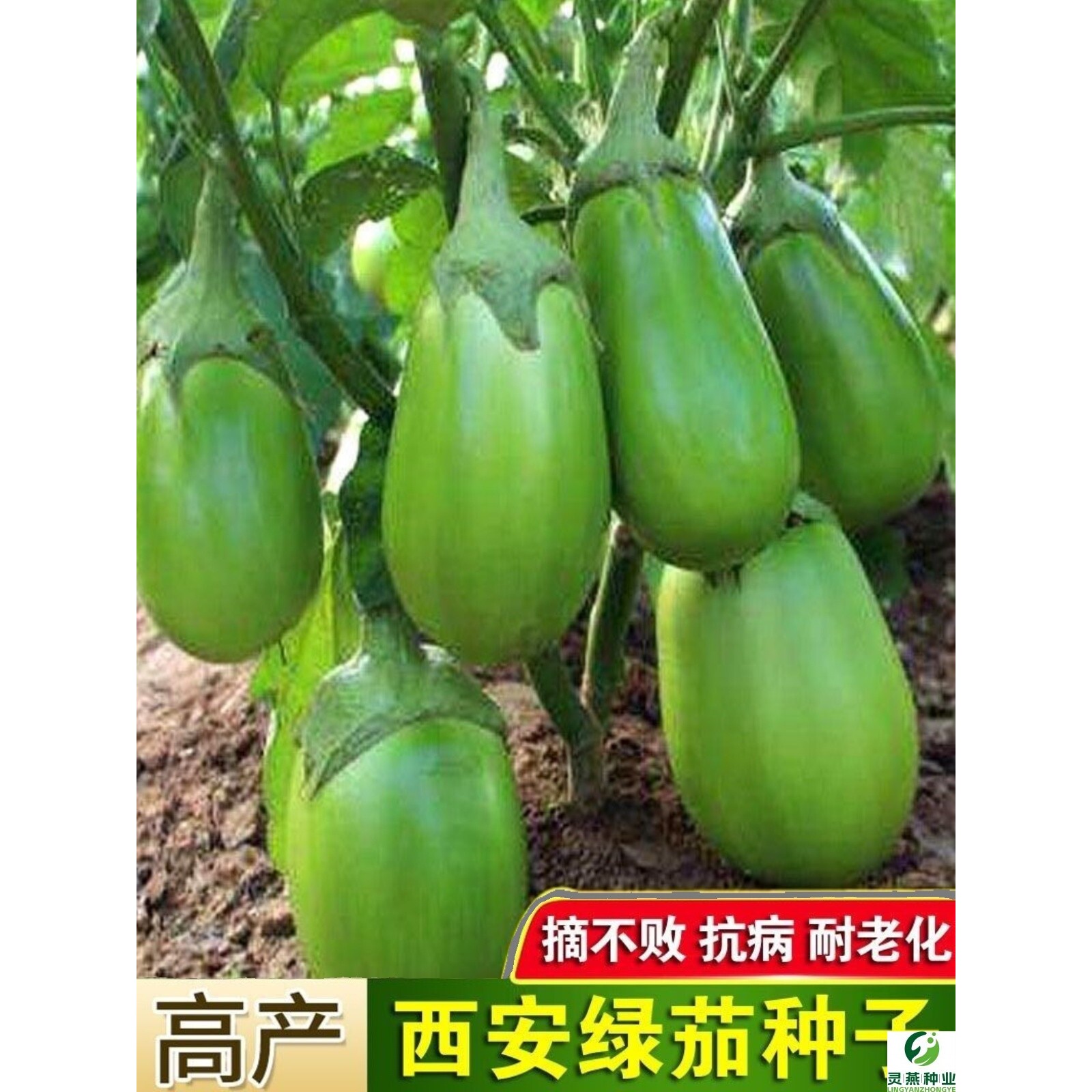 绿罐茄种子茄子种籽高产四季蔬菜种子青茄子绿皮耐寒春季秋菜种子