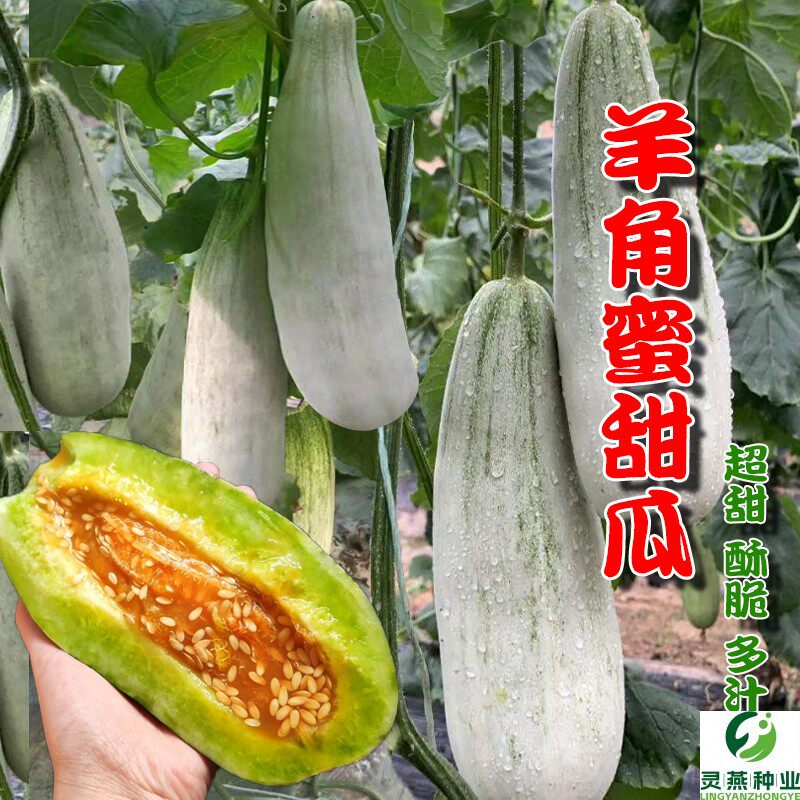 羊角脆甜瓜种子羊角蜜甜瓜种子香瓜苗密正品春季四季水果特大种子