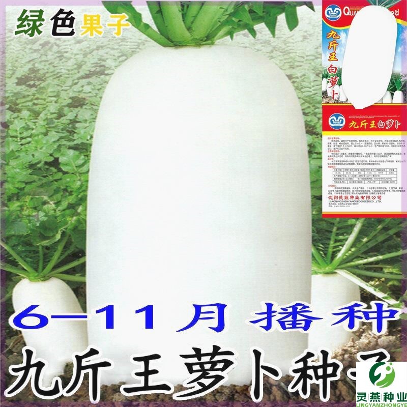 九斤王种子白萝卜种籽蔬菜种子不空心春不老种子特大四季秋季播种