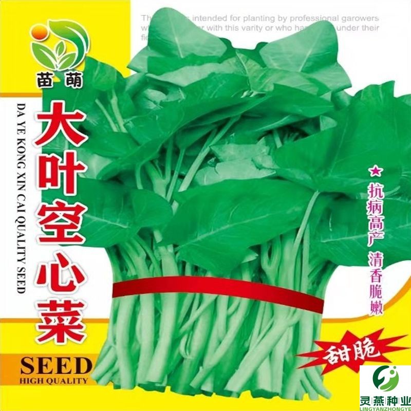 柳叶空心菜种子大叶通心菜种子四季室内阳台盆栽庭院易种蔬菜种子