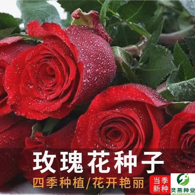 玫瑰花种子四季播种易活花种籽子室内盆栽室外庭院绿植物鲜花种孑