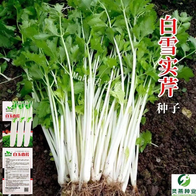四川白芹菜种子籽白杆芹菜种籽白梗芹菜四季阳台盆栽蔬菜种孑子