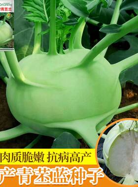天津特菜青苤兰种子水果绿苤蓝四季春季秋冬季蔬菜种籽盆栽蔬菜