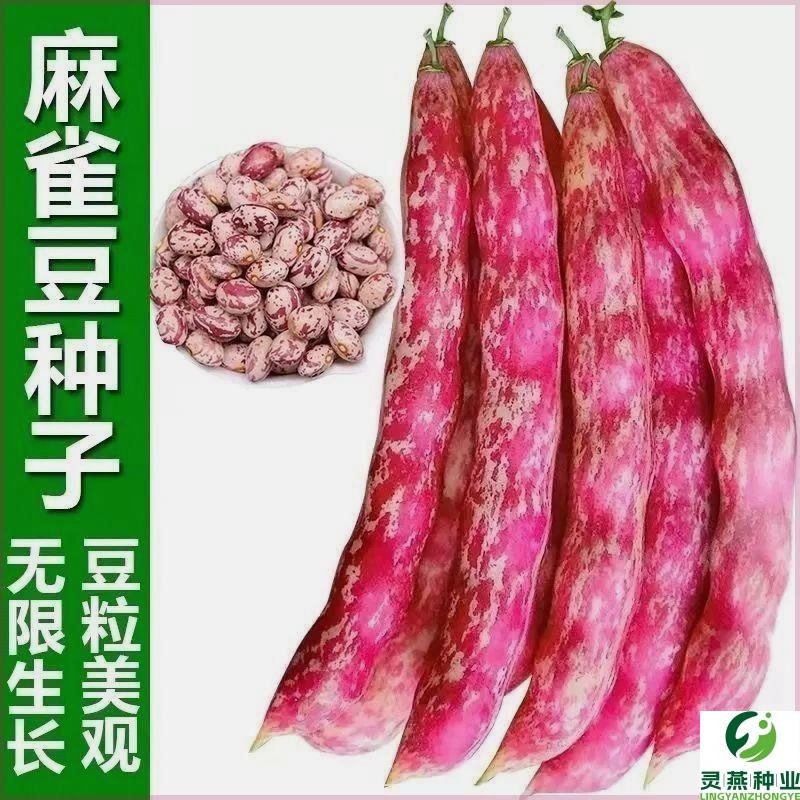 奶香花家雀蛋豆种子油豆角种子架豆油麻雀豆豆角籽种花豆种子菜豆