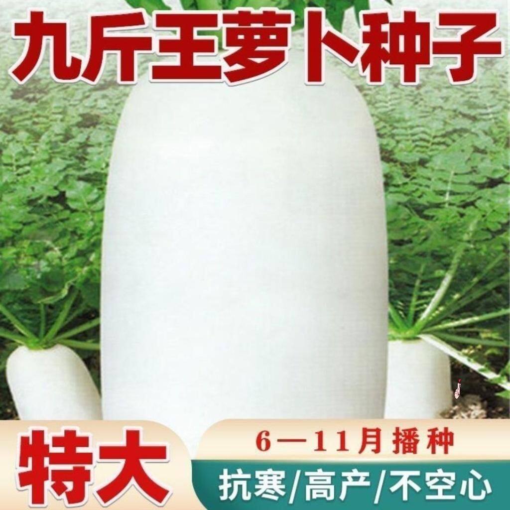 九斤王特大白皮萝卜种子四季播