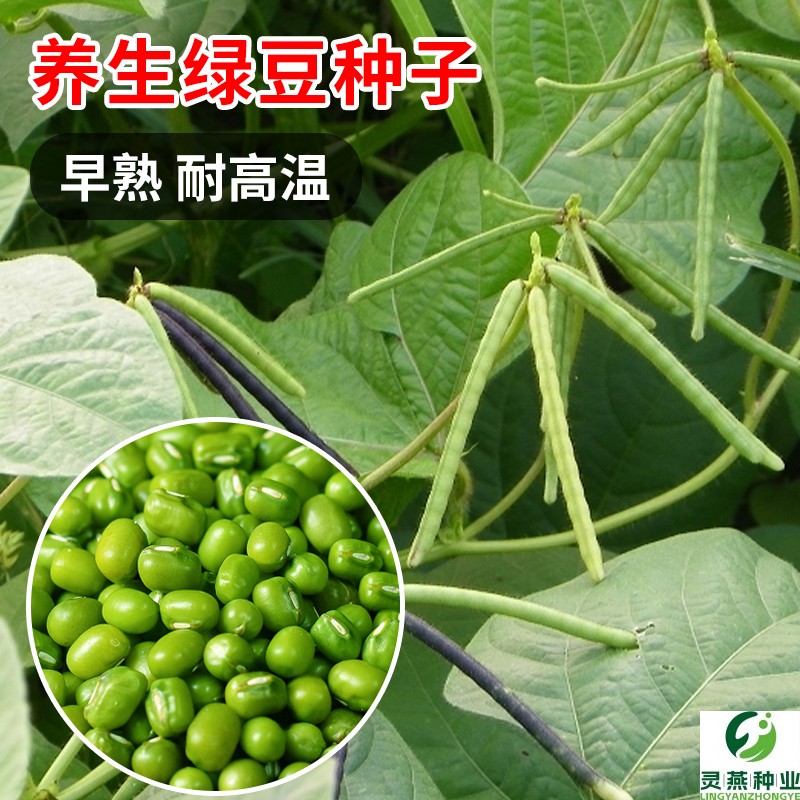 养生绿豆种子杂粮五谷早熟绿宝绿小豆种籽春夏农家大田菜园蔬菜孑
