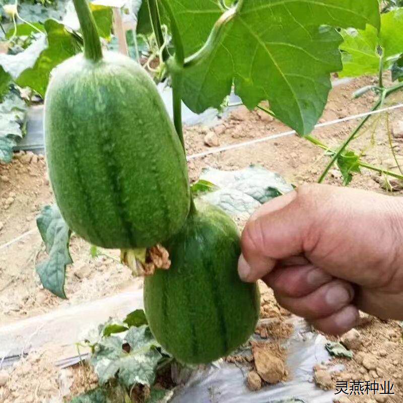 苹果丝瓜种子 台湾进口迷你小丝瓜苹果丝瓜籽蔬菜种子春秋播菜籽