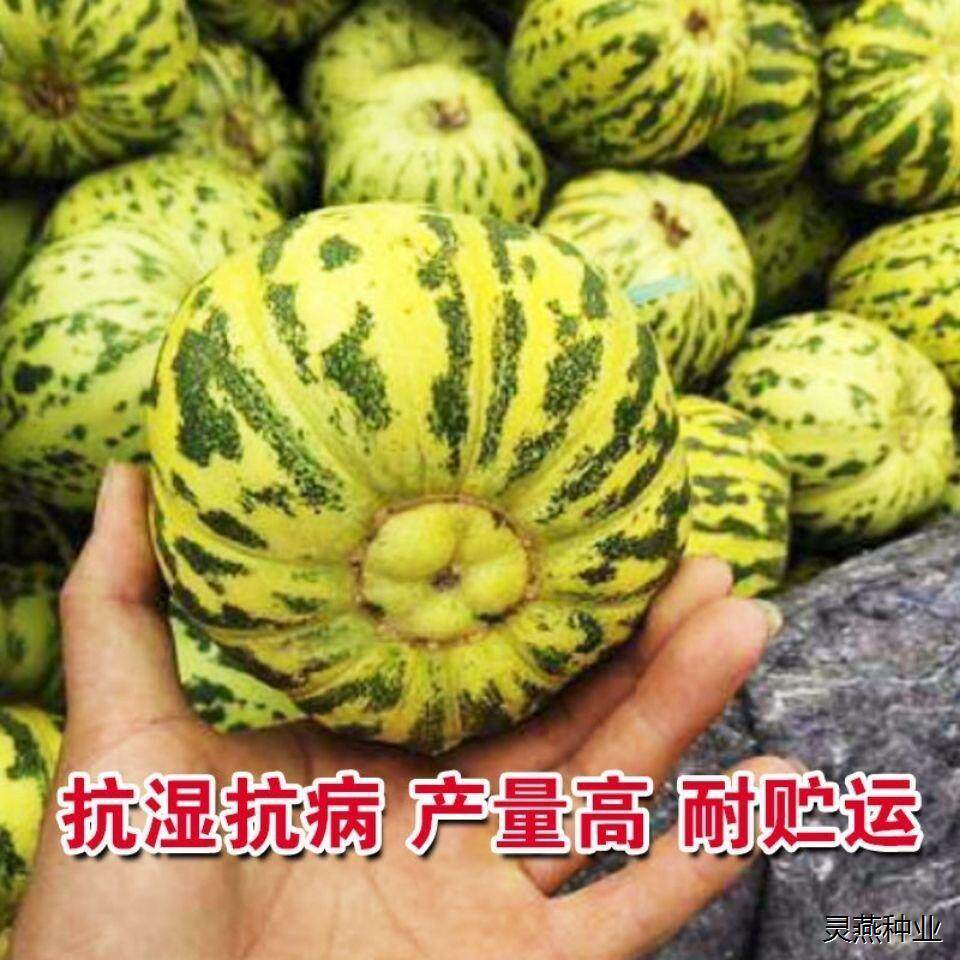 八里香甜瓜种子 花皮脆甜瓜水果种籽 花蜜香瓜大田 易种高产 原装