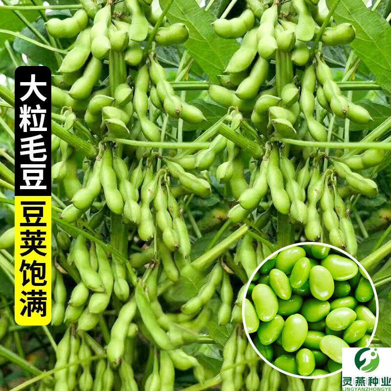 毛豆种子种籽孑黄豆大豆高产四季春季特早熟鲜食大粒豆种大全蔬菜