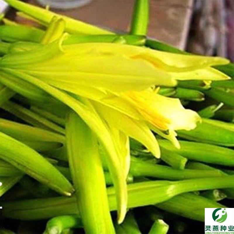 食用黄花菜种子一年四季播野菜种籽南方金针菜天然补脑菜蔬菜新种