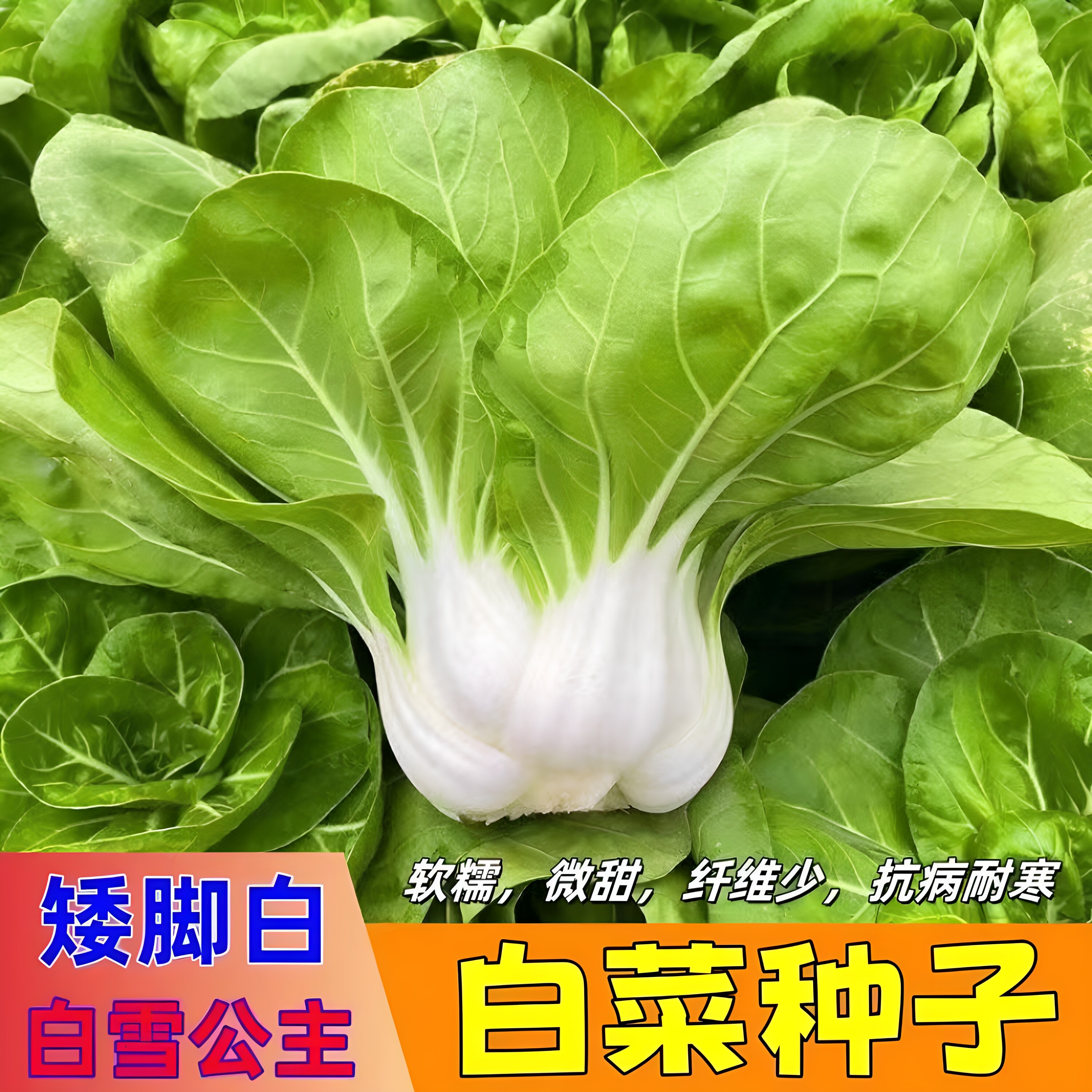 老品种矮脚奶白菜四季播种种子