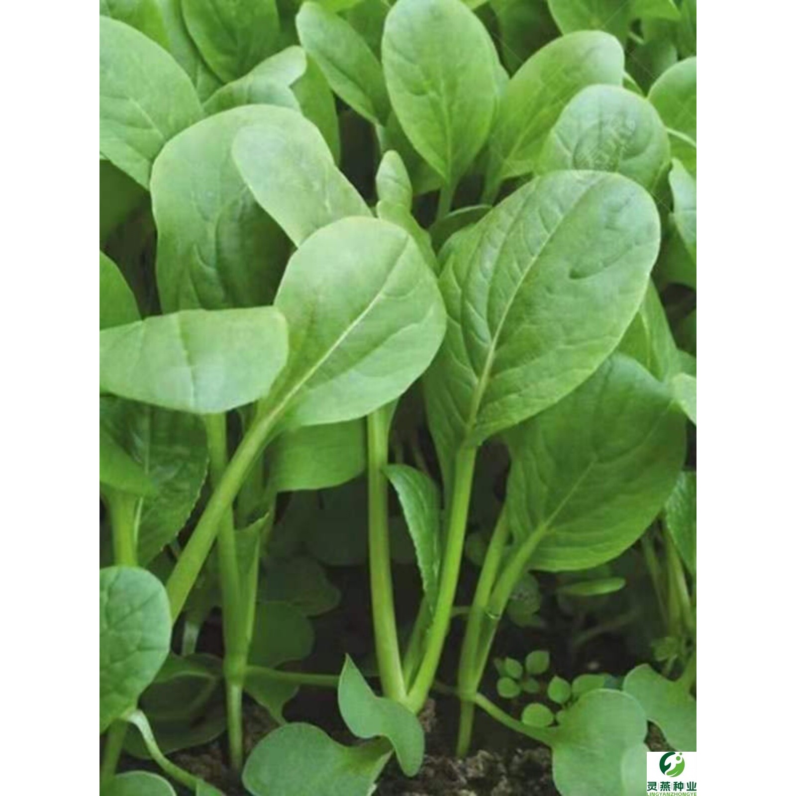 鸡毛菜种籽种子蔬菜易种易活四季阳台盆栽青菜孑室外速生小白菜籽