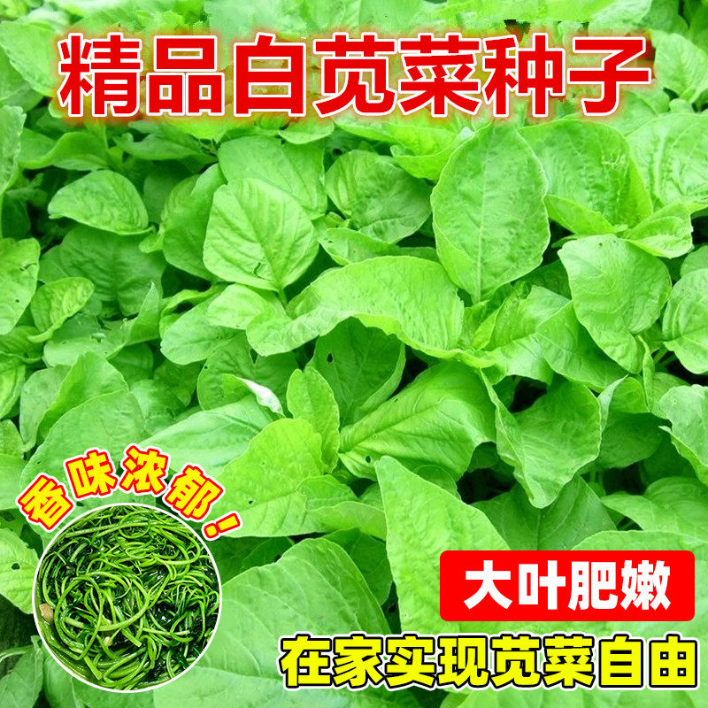圆叶青绿白苋菜种子四季播盆栽