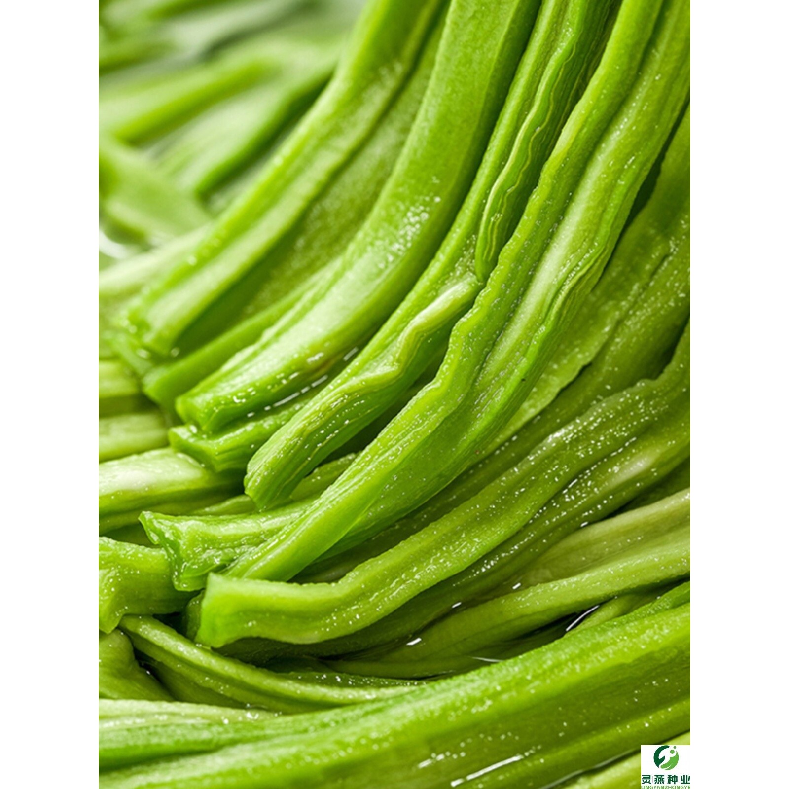 宫廷贡菜种子四季耐高温抗寒苔干菜种籽响菜山蛰菜特色蔬菜种孑
