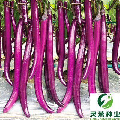 早熟紫红线茄子种籽蔬菜高产大棚阳台春季秋季四季盆栽杭茄种子孑