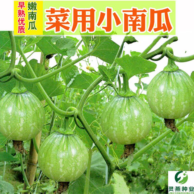 一串铃嫩南瓜种子菜用小南瓜青瓜西葫芦早熟春夏秋季大田蔬菜种孑