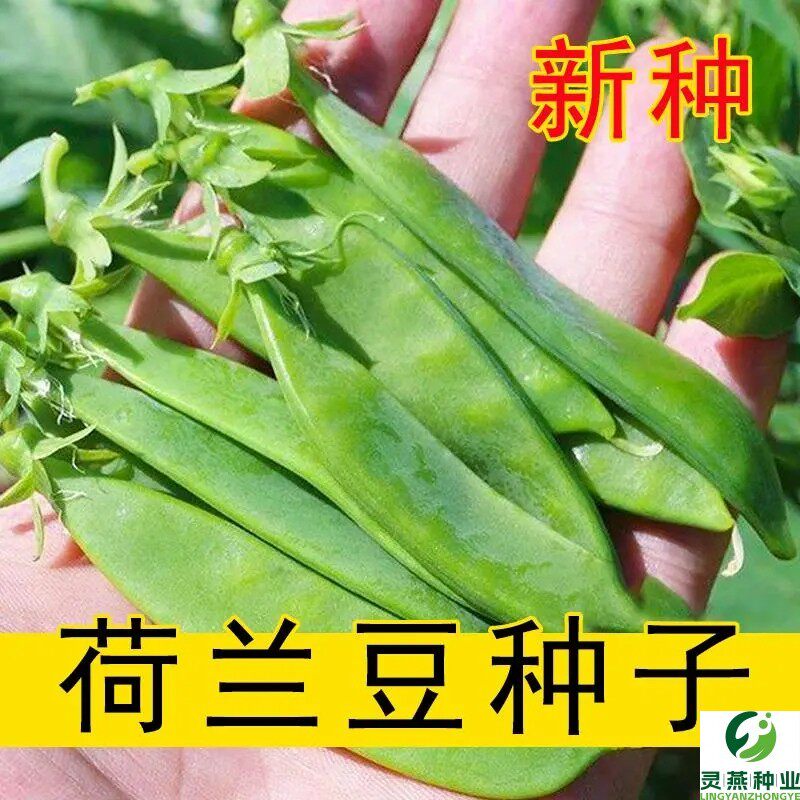 荷兰豆种籽种子菜豌豆苗甜豌豆种碗豆种四季蔬菜苗种青豆种孑豆苗