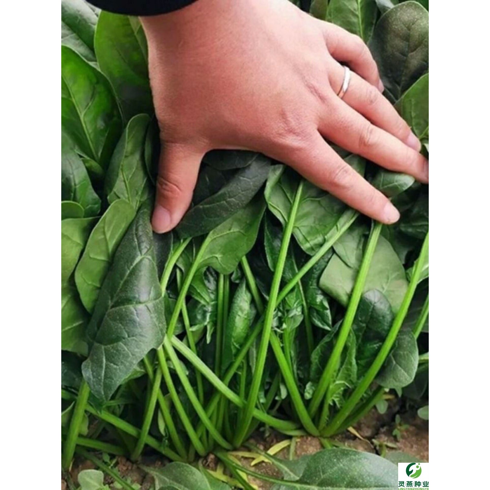 大叶菠菜种子四季蔬菜秋冬菜籽种阳台种子耐热菜种盆栽波菜孑
